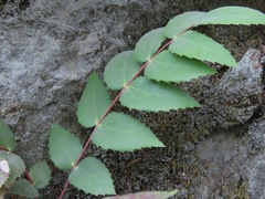 Berberis nervosa