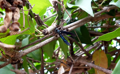 Synoeca septentrionalis