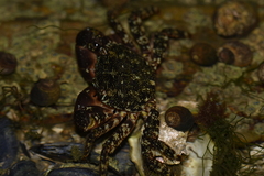 Pachygrapsus marmoratus