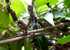 Synoeca septentrionalis