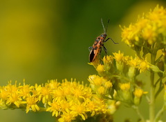 Corizus hyoscyami
