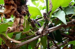 Synoeca septentrionalis