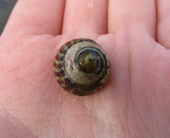 Steromphala umbilicalis