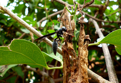 Synoeca septentrionalis