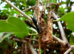 Synoeca septentrionalis