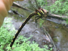 Cordulegaster obliqua