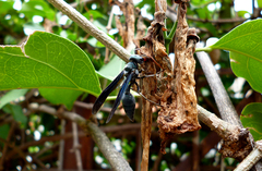 Synoeca septentrionalis