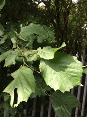 Corylus