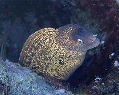 Muraena helena