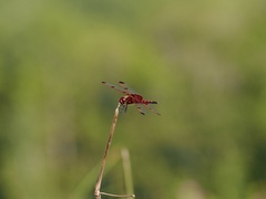 Celithemis elisa