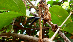 Synoeca septentrionalis