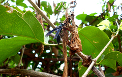 Synoeca septentrionalis