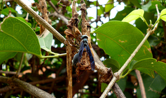 Synoeca septentrionalis