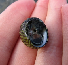 Steromphala umbilicalis