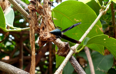 Synoeca septentrionalis