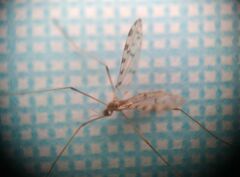 Erioptera asiatica