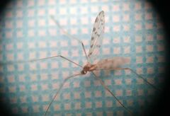 Erioptera asiatica