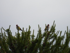 Carduelis carduelis