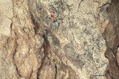 Camponotus rufoglaucus