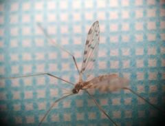 Erioptera asiatica