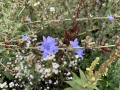 Cichorium intybus