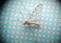 Erioptera asiatica