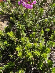 Phyllodoce empetriformis