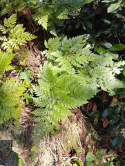 Davallia canariensis