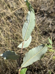Salix sitchensis