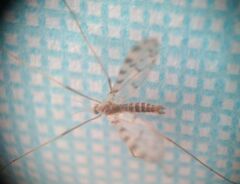 Erioptera asiatica