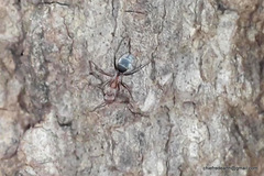 Camponotus rufoglaucus
