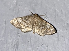 Hypagyrtis piniata