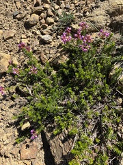 Phyllodoce empetriformis