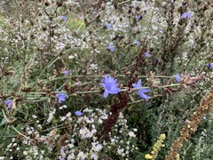 Cichorium intybus