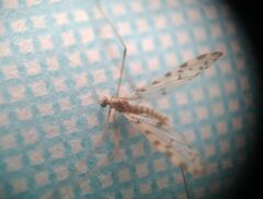 Erioptera asiatica