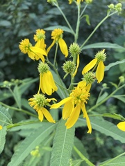 Verbesina alternifolia