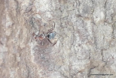 Camponotus rufoglaucus