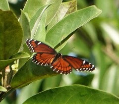Limenitis archippus floridensis