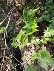 Davallia canariensis