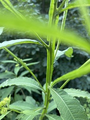 Verbesina alternifolia