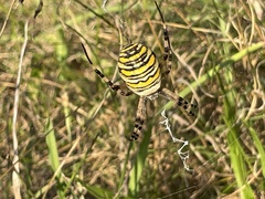 Argiope bruennichi