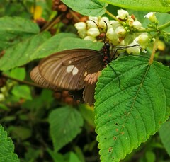 Parides iphidamas