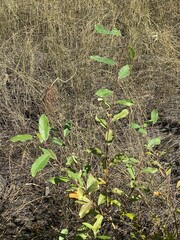 Salix sitchensis
