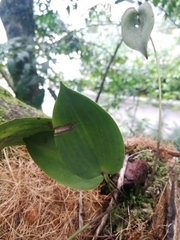 Pleurothallis lilijae