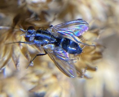 Diptera