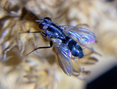 Diptera