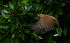 Turdus grayi