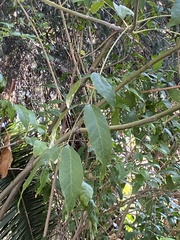 Fraxinus uhdei