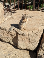 Otospermophilus variegatus