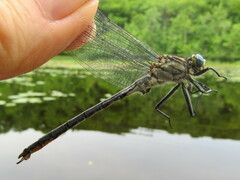 Arigomphus cornutus